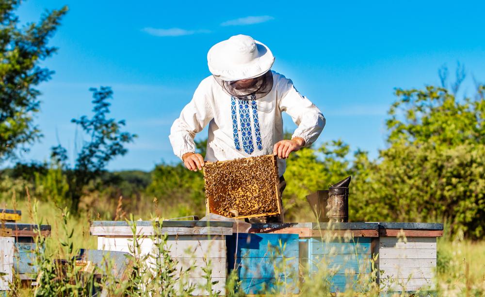 As abelhas são criadas em apiários, também chamados de 