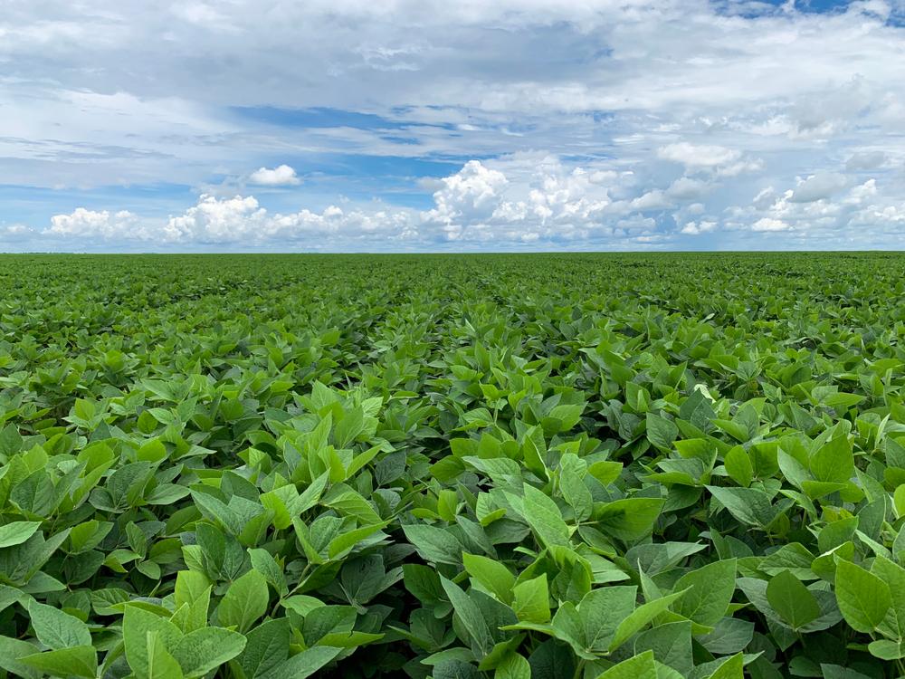 Brasil lidera produção e exportação de soja no mundo. (Fonte: Shutterstock)