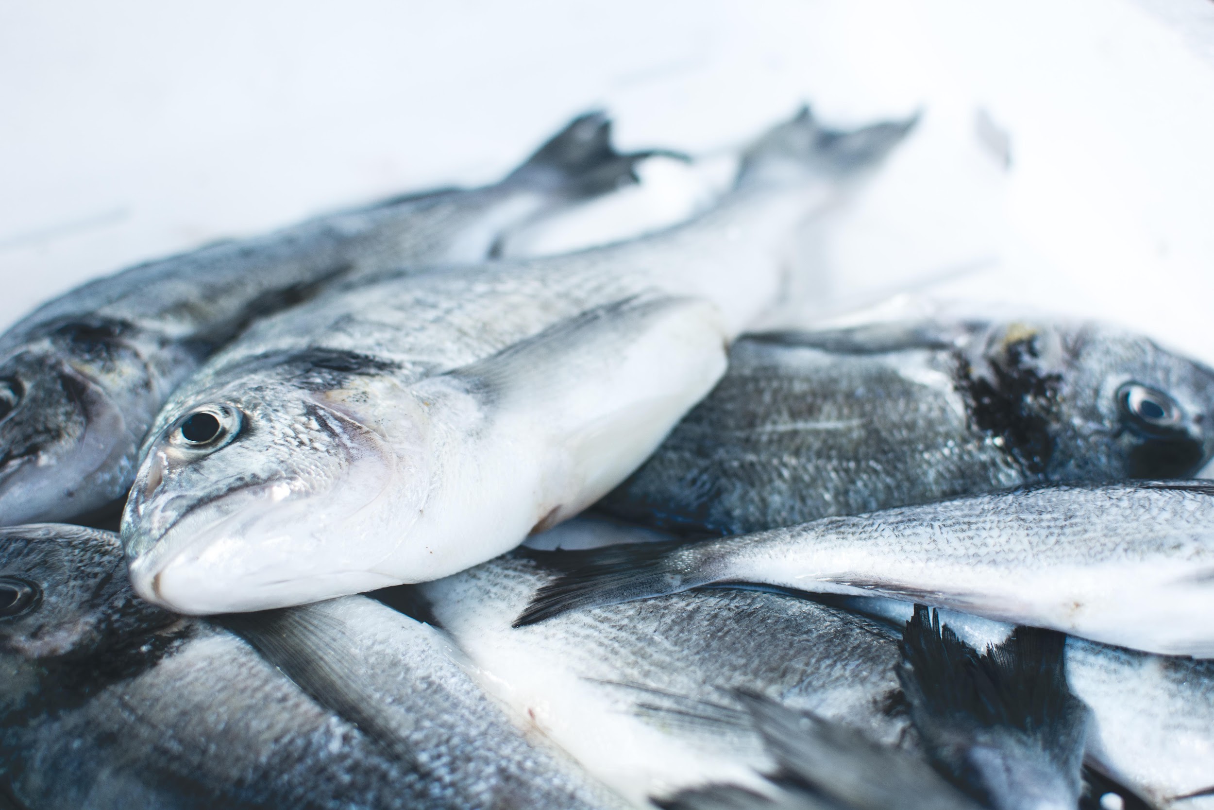 Mercados brasileiros registraram aumento em praticamente todas as qualidades de peixes. (Fonte: Unsplash/Reprodução)