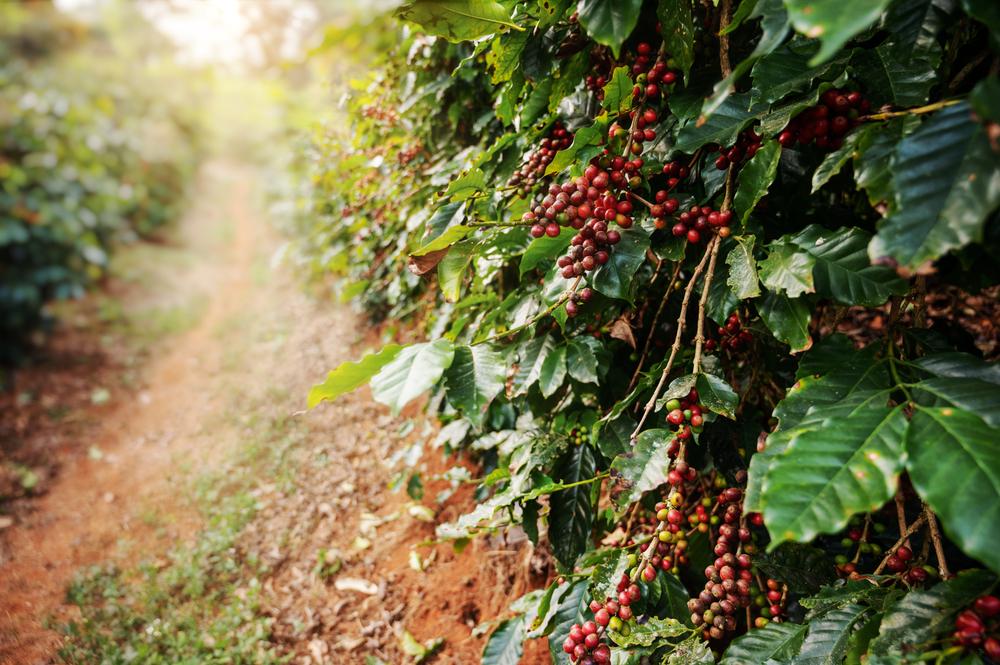O café deve ser plantado em solos planos e sem buracos