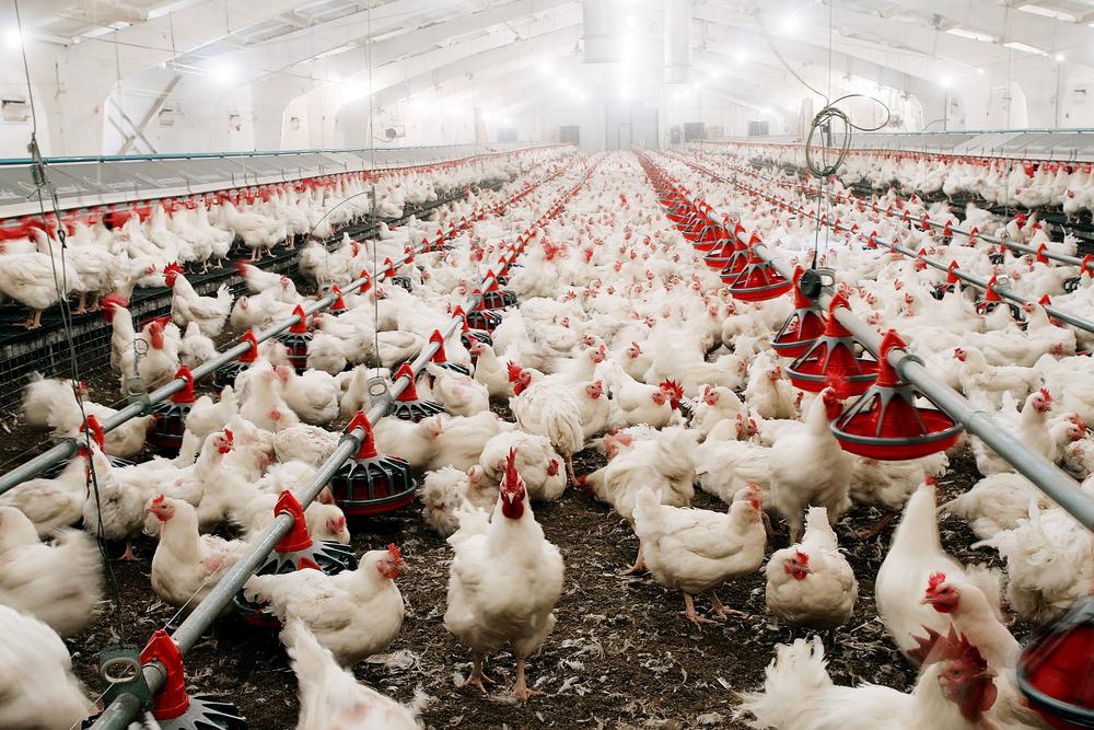 Principal meio de transmissão do H5N1 é o contato com fezes de aves contaminadas. (Fonte: Shutterstock/Reprodução)