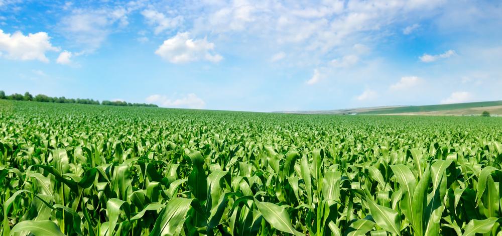 Safra recorde: segunda safra de milho terá um aumento de quase 30%.