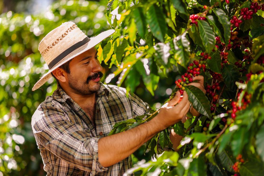 Apesar da recuperação menor do que a esperada em alguns dos principais países produtores de café, a balança global de oferta e demanda deve voltar a ter superávit em 2022. (Fonte: Shutterstock/REprodução)