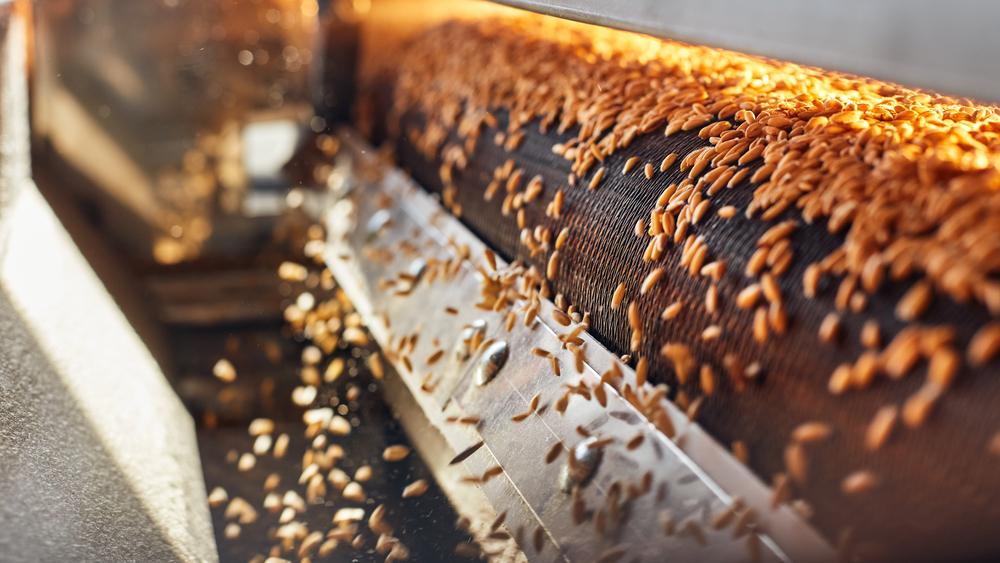 Aumento da produção de trigo não garantirá derruba de preços. (Fonte: Shutterstock/Reprodução)