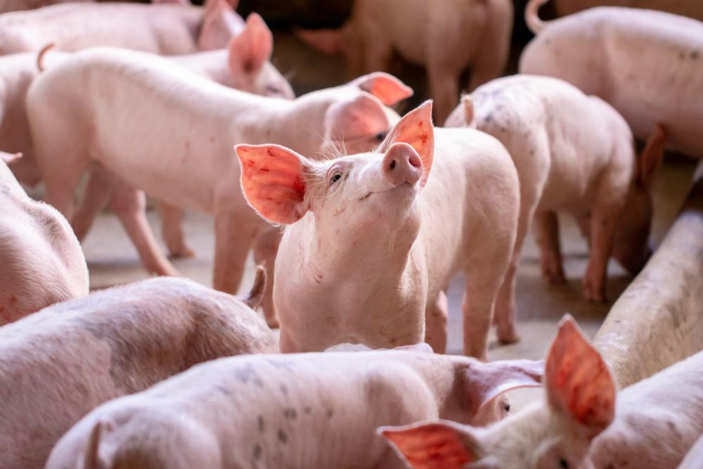 Carne suína tem queda nas exportações e no preço interno. (Fonte: Shutterstock/Reprodução)