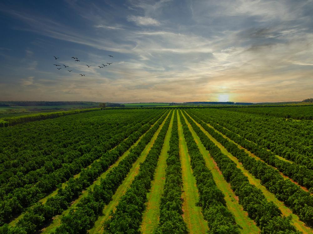 Falhas no controle do Psilídeo nas bordas das plantações podem comprometer a saúde de todo o pomar. Fonte da imagem: Shutterstock/Reprodução.