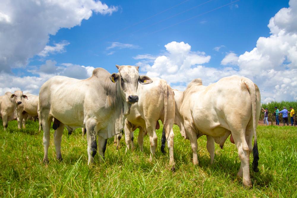 Foco da produção bovina deve continuar na exportação, que está gerando boa receita com os altos preços. (Fonte: Shutterstock/Reprodução)