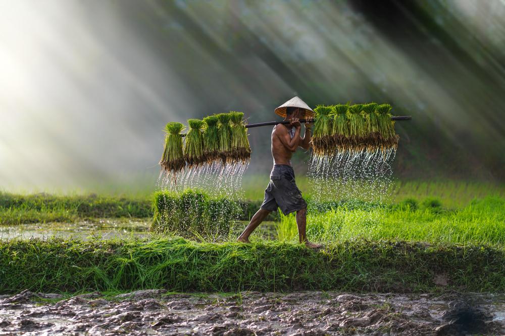 Mercado asiático será a principal influência para a cotação do arroz durante a safra 22/23. (Fonte: Shutterstock)