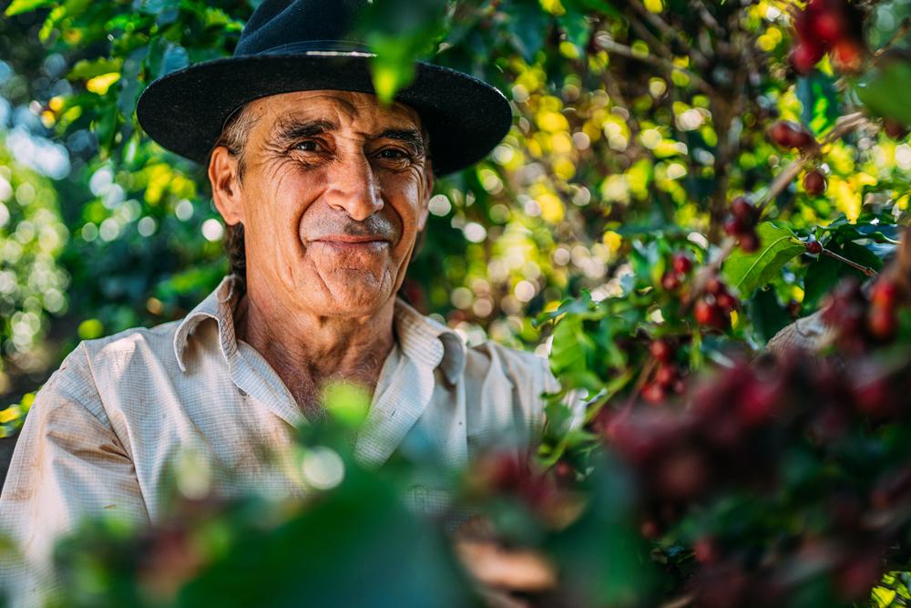 Preço do café continua em alto no mundo, apesar do menor volume de exportações, produtores do setor tiveram altas margens de lucro. (Fonte: Shutterstock/Reprodução)