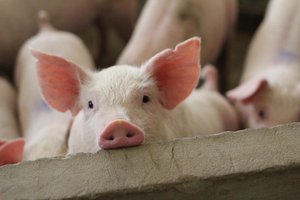 Produção de carne suína brasileira bateu recordes em 2021 puxada pela demanda chinesa. (Fonte: Shuttertock/Reprodução)