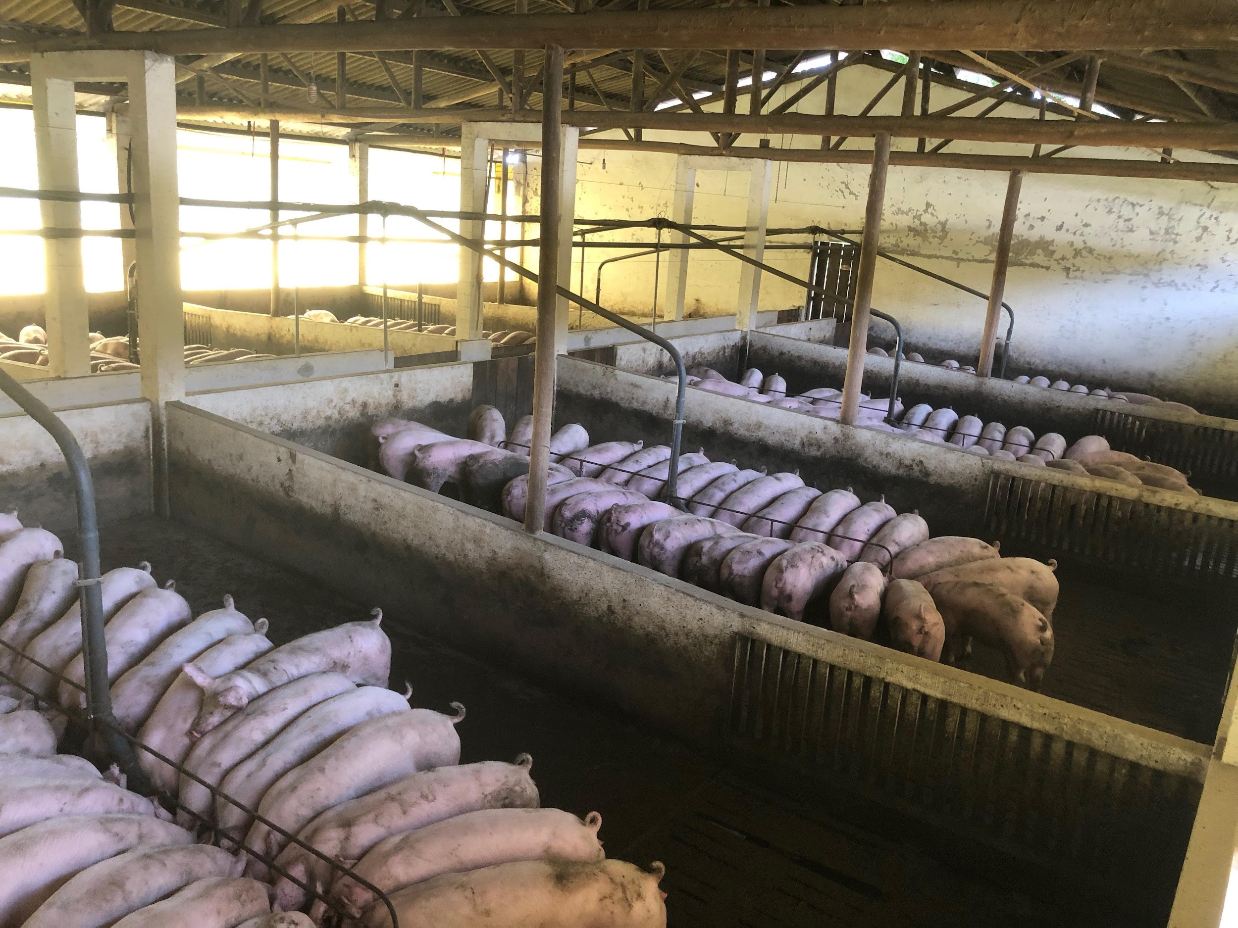 Produtores brasileiros de porcos foram beneficiados com o aumento das exportações devido a crise chinese com a peste suína.(Fonte: Pexels/Reprodução)