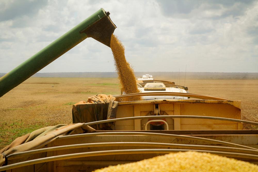 Retração da produção de soja derrubou PIB do agro no trimestre. (Fonte: Shutterstock/Reprodução)