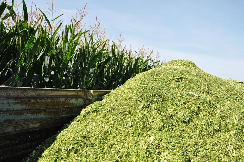 Todas as partes da planta do milho podem ser aproveitada para nutrir o gado. (Fonte: Shutterstock/Reprodução)