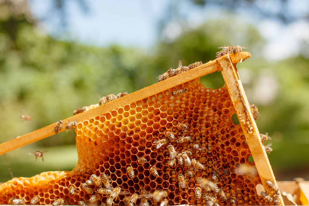 What Does It Mean When Bees Come To Your House