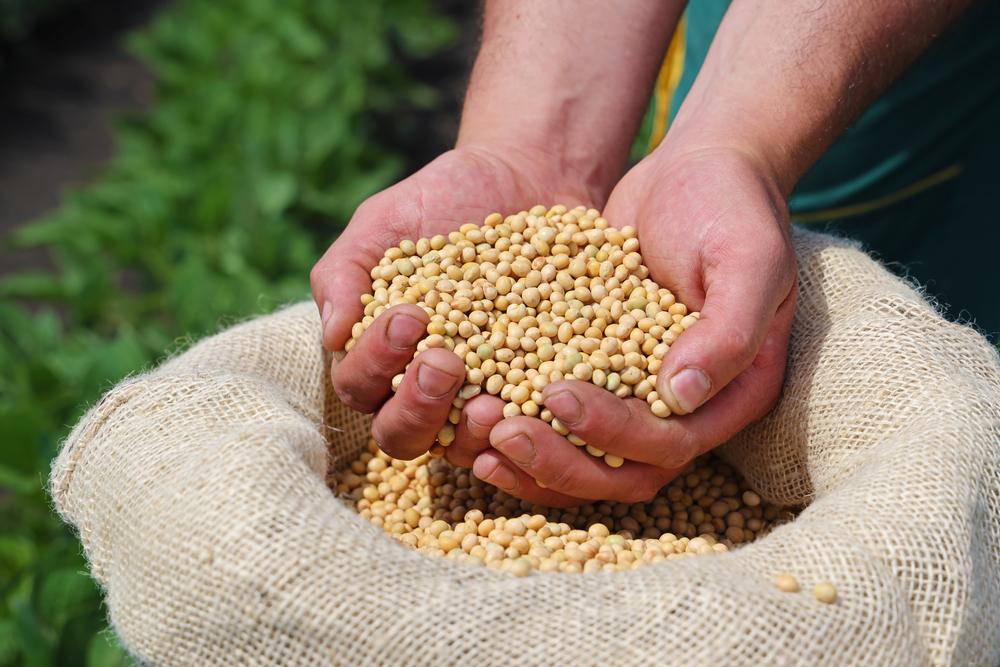 Brasil continuará com destaque na produção e exportação mundial de soja. (Fonte: Shutterstock/Reprodução)