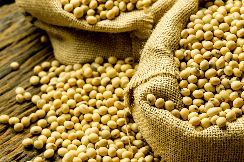 Os estoques de soja vão aumentar, mas o preço não deve baixar. (Fonte: Shutterstock/Reprodução)