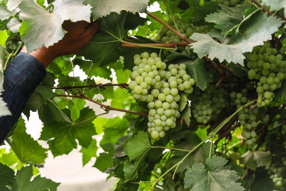 Produzir uvas com responsabilidade requer dedicação e conhecimento das Boas Práticas Agrícolas (BPA) (Fonte: Shutterstock)