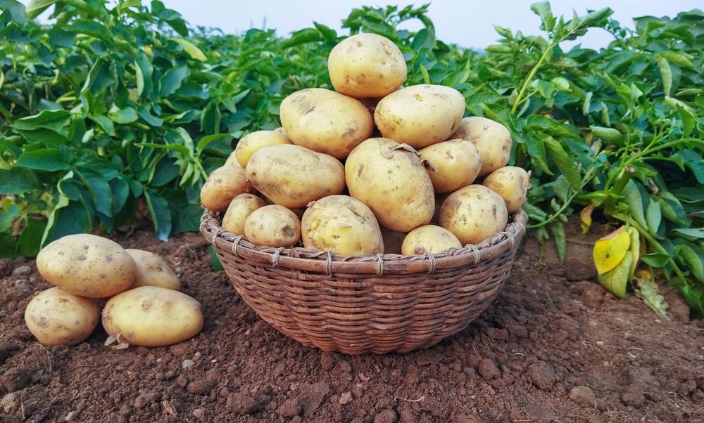 A batata é a campeã de alta de preço entre os alimentos da cesta básica. (Fonte: Shutterstock/Reprodução)