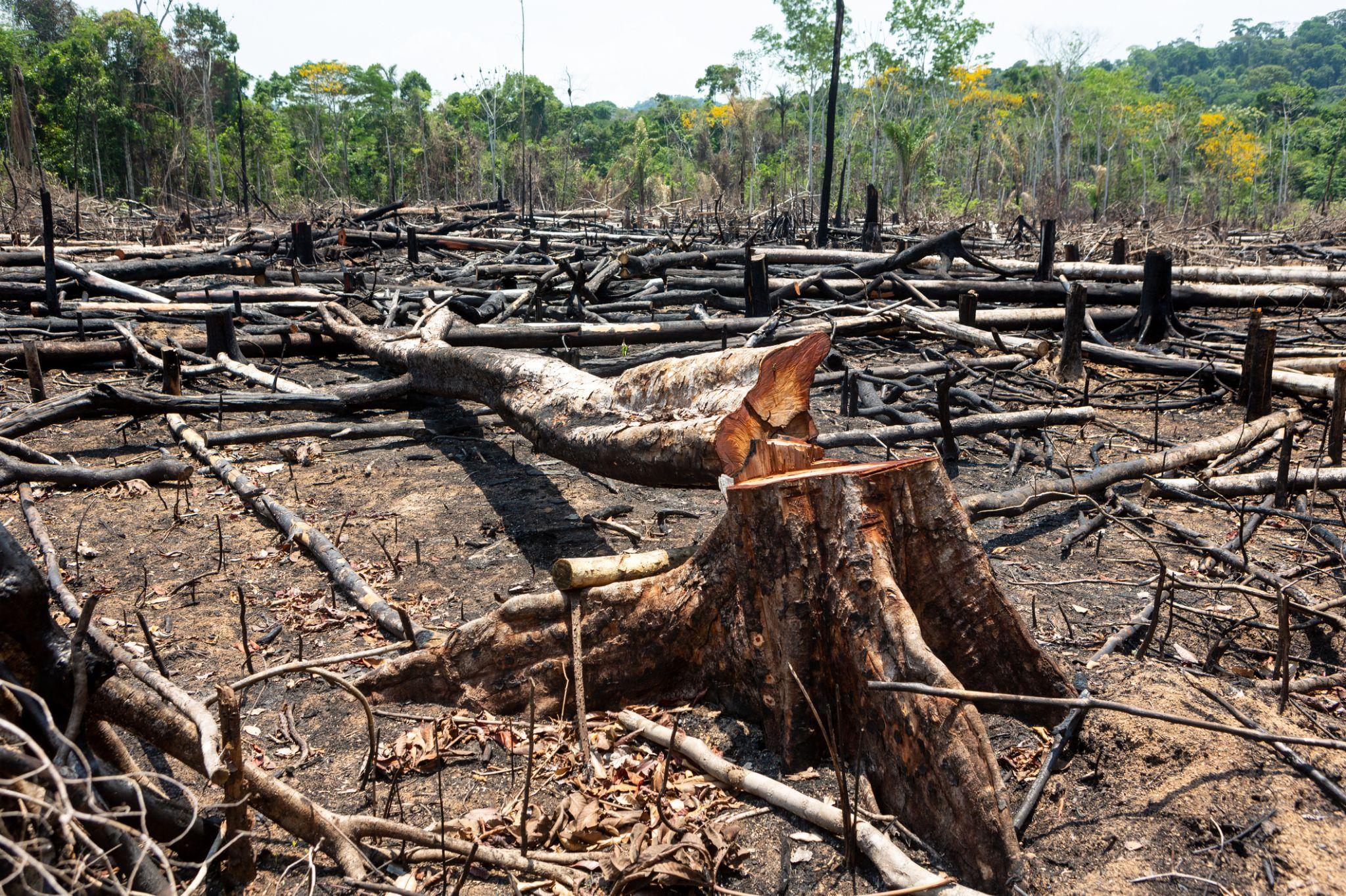 As queimadas na Amazônia foram uma das principais causas no aumento da emissão de gases poluentes no Brasil. (Fonte: Getty Images/Reprodução)