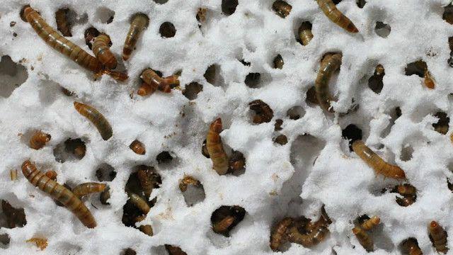 Larvas tem bactéria intestinal que ajuda na digestão de plástico. (Fonte: BBC / Reprodução)