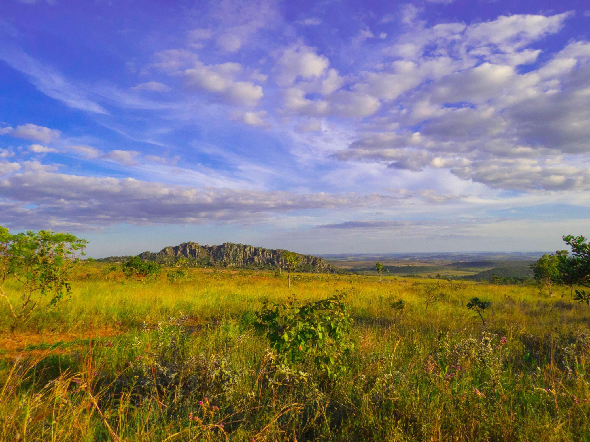 Qual é A Importância Do Cerrado à Biodiversidade Global Canal Agro Estadão 0470