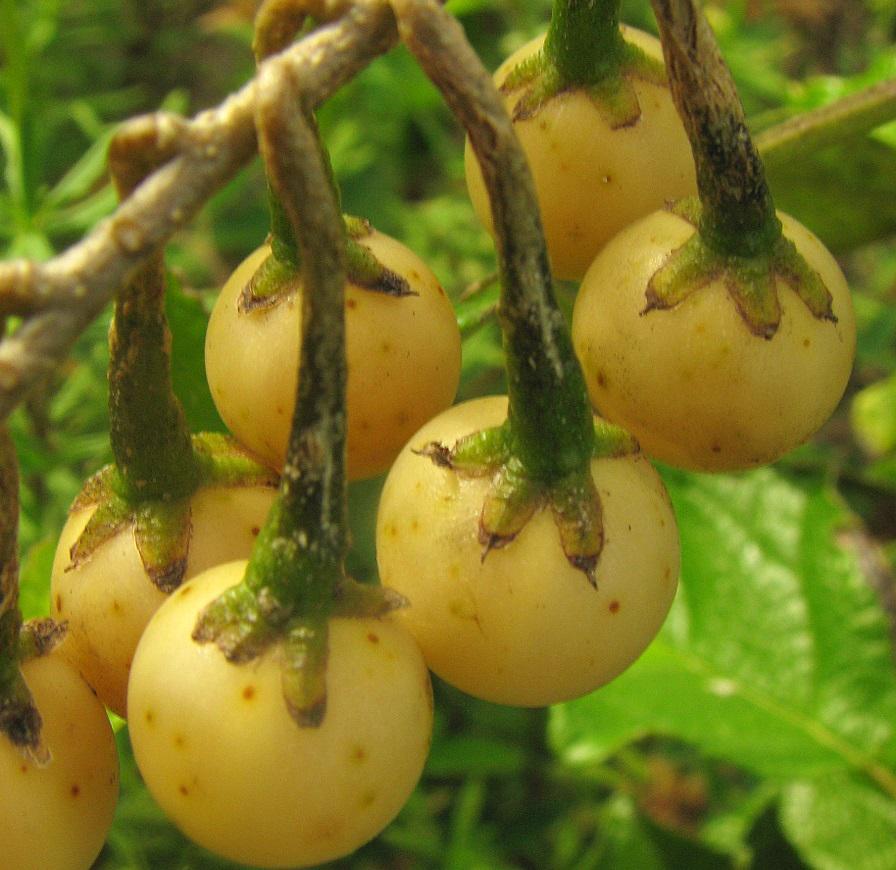 Fruto maduro da Jurubeba. (Fonte: WikimediaCommons/Reprodução)
