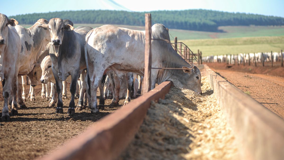 Nelore Tudo O Que Você Precisa Saber Sobre A Raça Summit Agro 