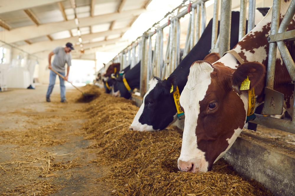 Maiores produtores de leite criam gado sem acesso a pasto. (Fonte: Shutterstock/Reprodução)