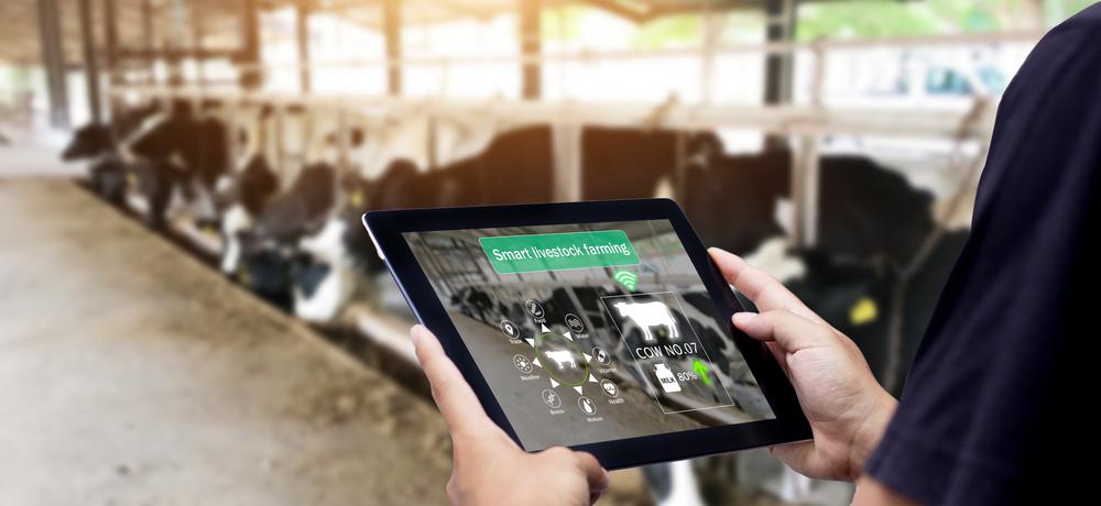 Novo selo de biossegurança visa aumentar a saúde dos bovinos e garantir a qualidade do leite. (Fonte: Shutterstock/Reprodução)