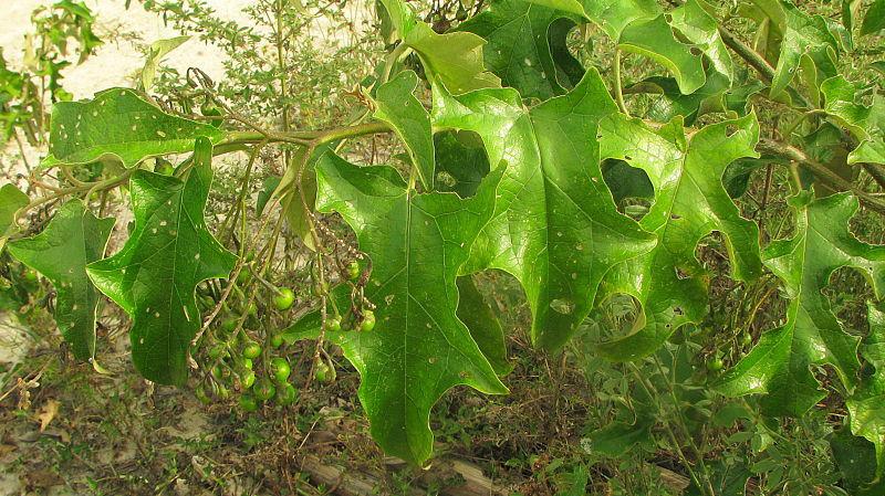 Planta de jurubeba na natureza. (Fonte: WikimediaCommons/Reprodução)