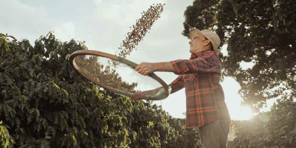 Agricultor trabalhando em fazenda de café peneirando os grãos