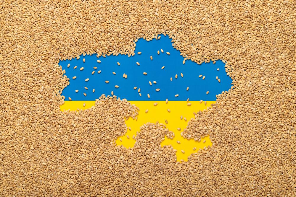 Bandeira da Ucrânia coberta por grãos, cultivo que foi afetado pela guerra.