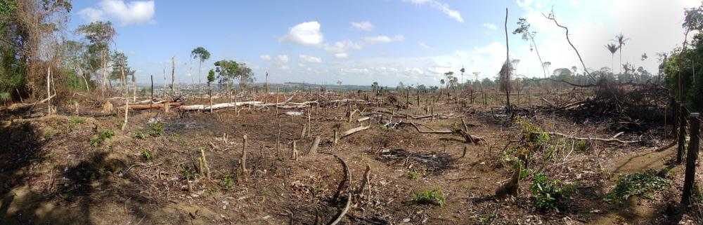Parte da floresta amazônica afetada pelas queimadas, sem árvores e sem verde.