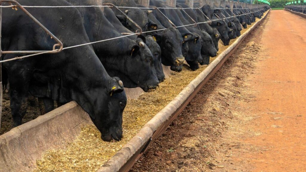 rebanho bovino se alimentando