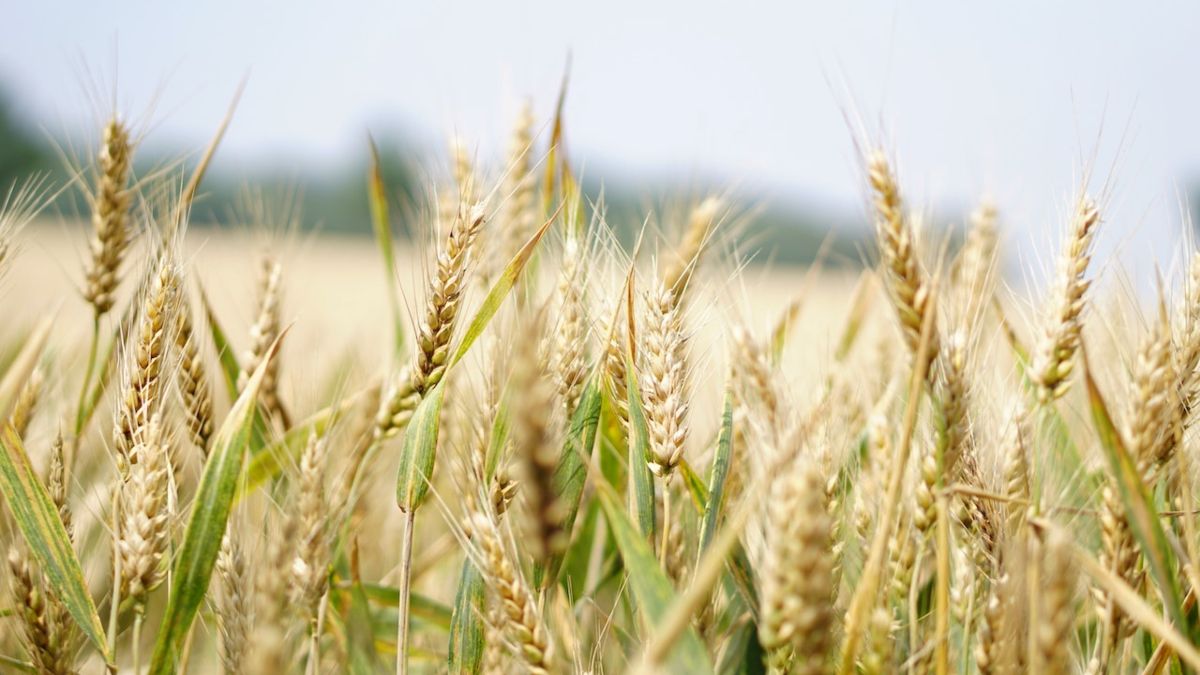 La planta de trigo