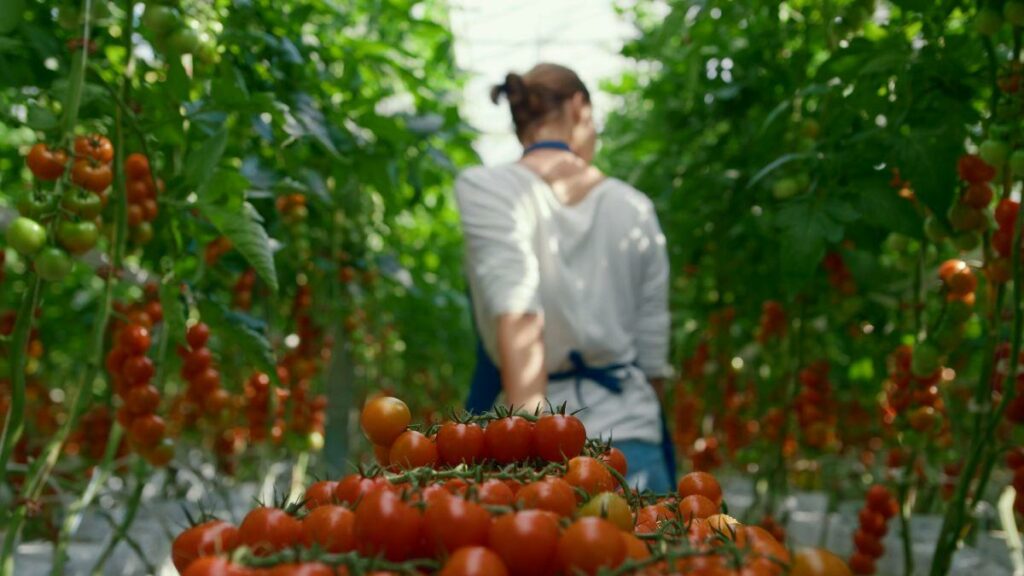 imagem de uma mulher de costas carregando tomates na plantação