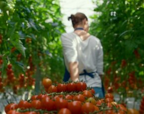 imagem de uma mulher de costas carregando tomates na plantação