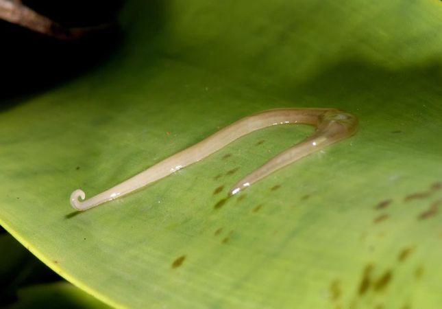 imagem de uma larva viva na plantação