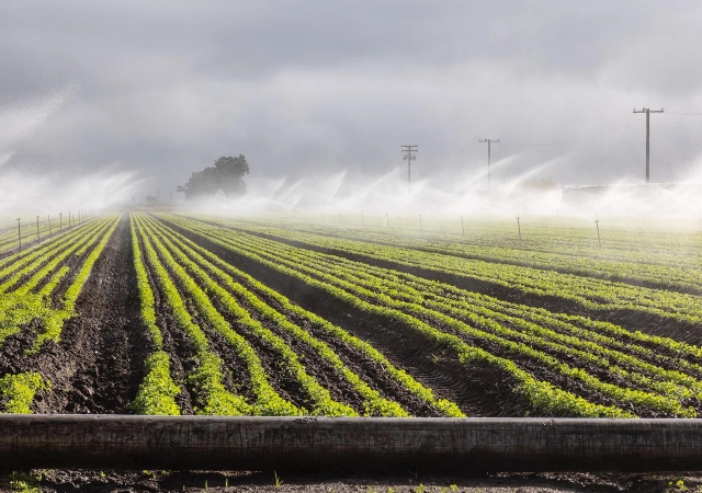 Campo com linhas de plantações e pontos de irrigação jorrando água nos cultivos