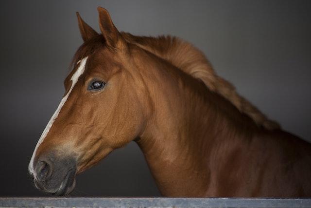 A imagem mostra um cavalo alazão até a altura da cernelha, com orelhas em pé
