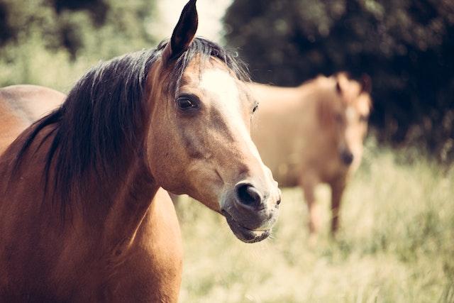 Dois cavalos em um campo, um deles ao fundo com a cabeça baixa e orelhas em pé, e um cavalo no foco da imagem, com uma orelha só em pé, ambos de pelagem baia