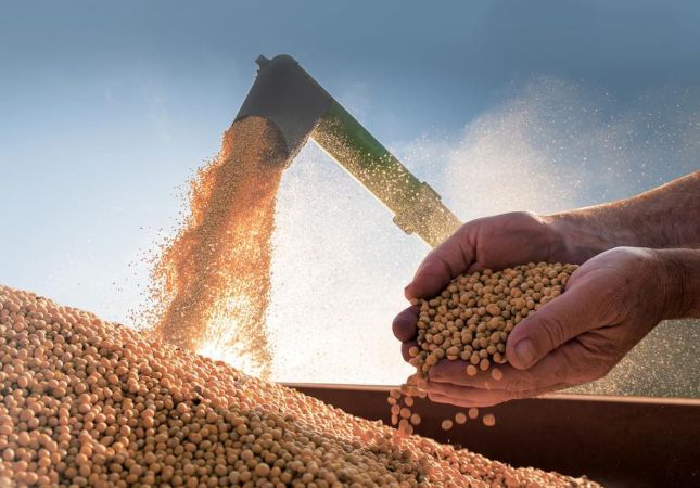 Mãos segurando uma porção de grãos de soja