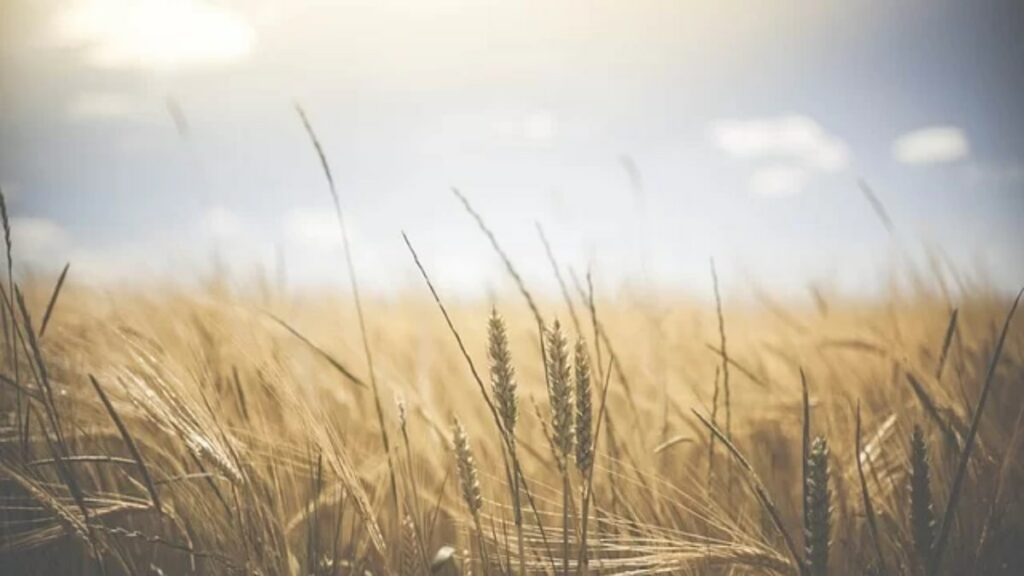 Campo com plantação de trigo bem amarelado