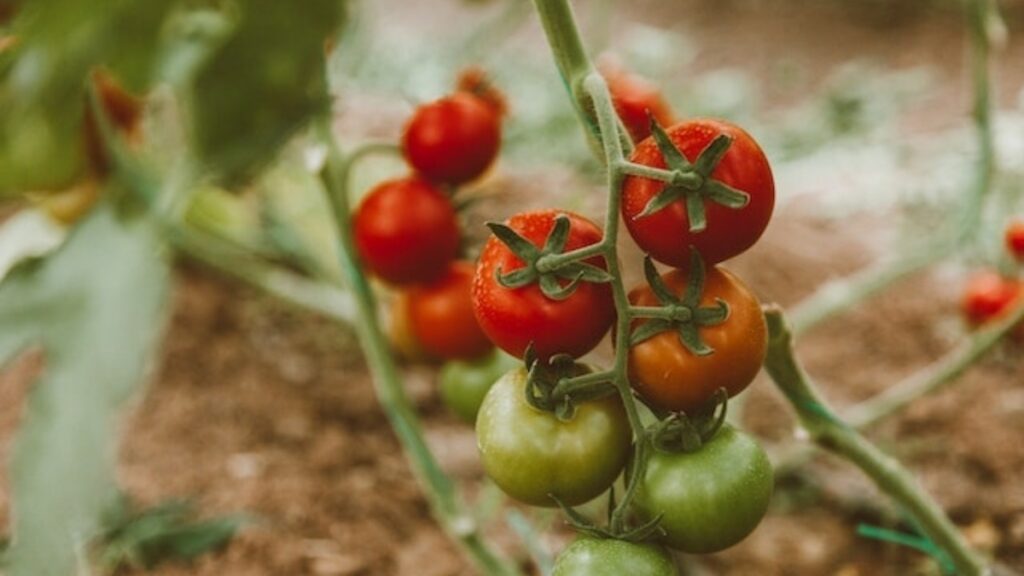Alguns tomates verdes e vermelhos ainda presos no galho