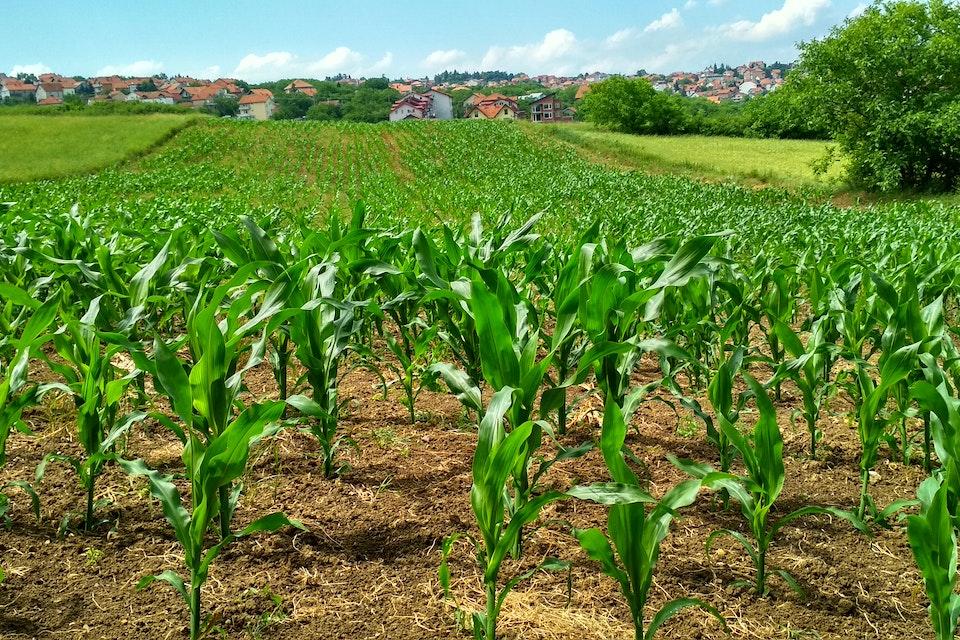 Mercado de carbono pode gerar renda extra para produtores rurais. (Fonte: Flambo/Pexels/Reprodução)