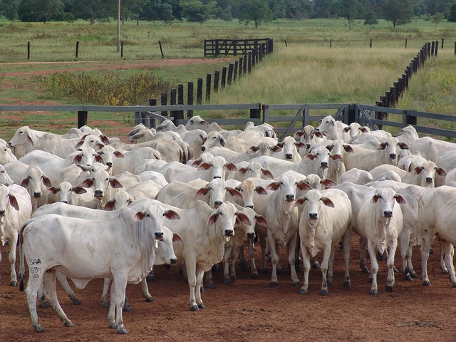 Rebanho de bovinos de cor branca no picadeiro de terra vermelha, todos com a cabeça voltada para a camera