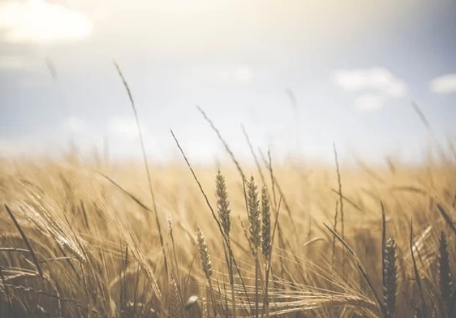Campo com trigo plantado e céu azul atrás, focando em um ramo do trigo