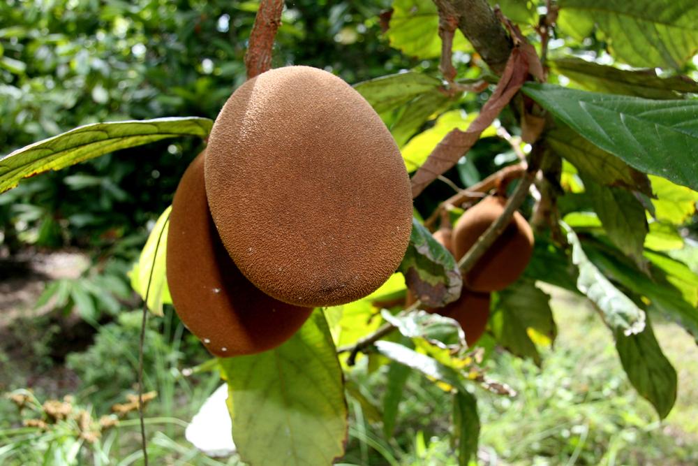 Fruto do cupuaçu ainda pendurado na árvore