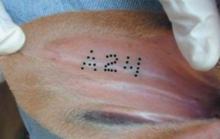 Orelha de boi tatuada com numeração