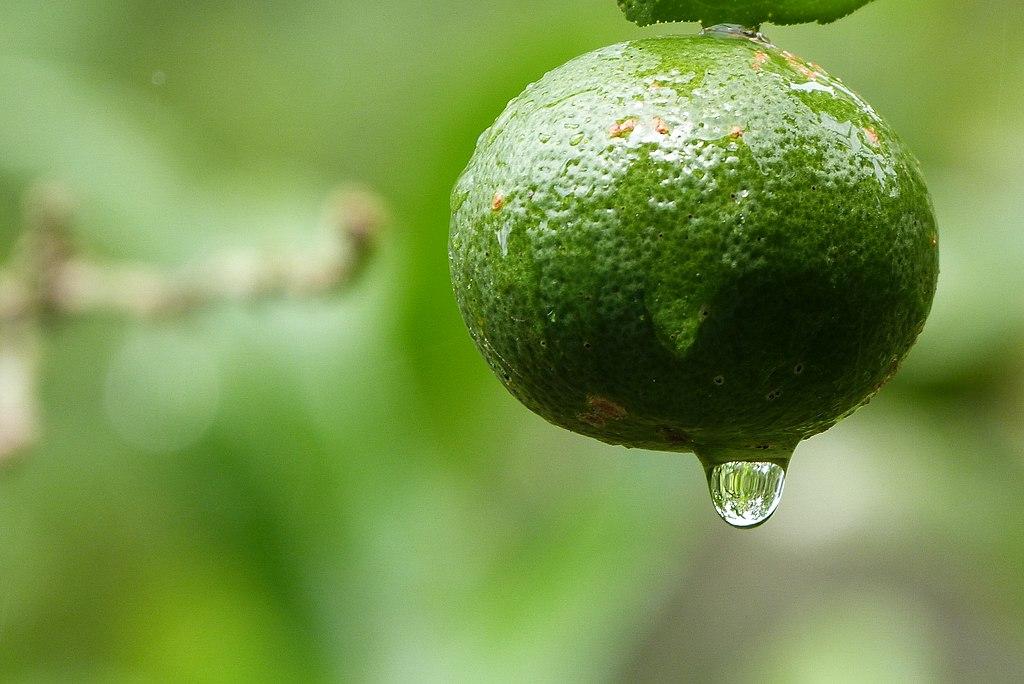 Limão cravo na árvore com gota de água escorrendo